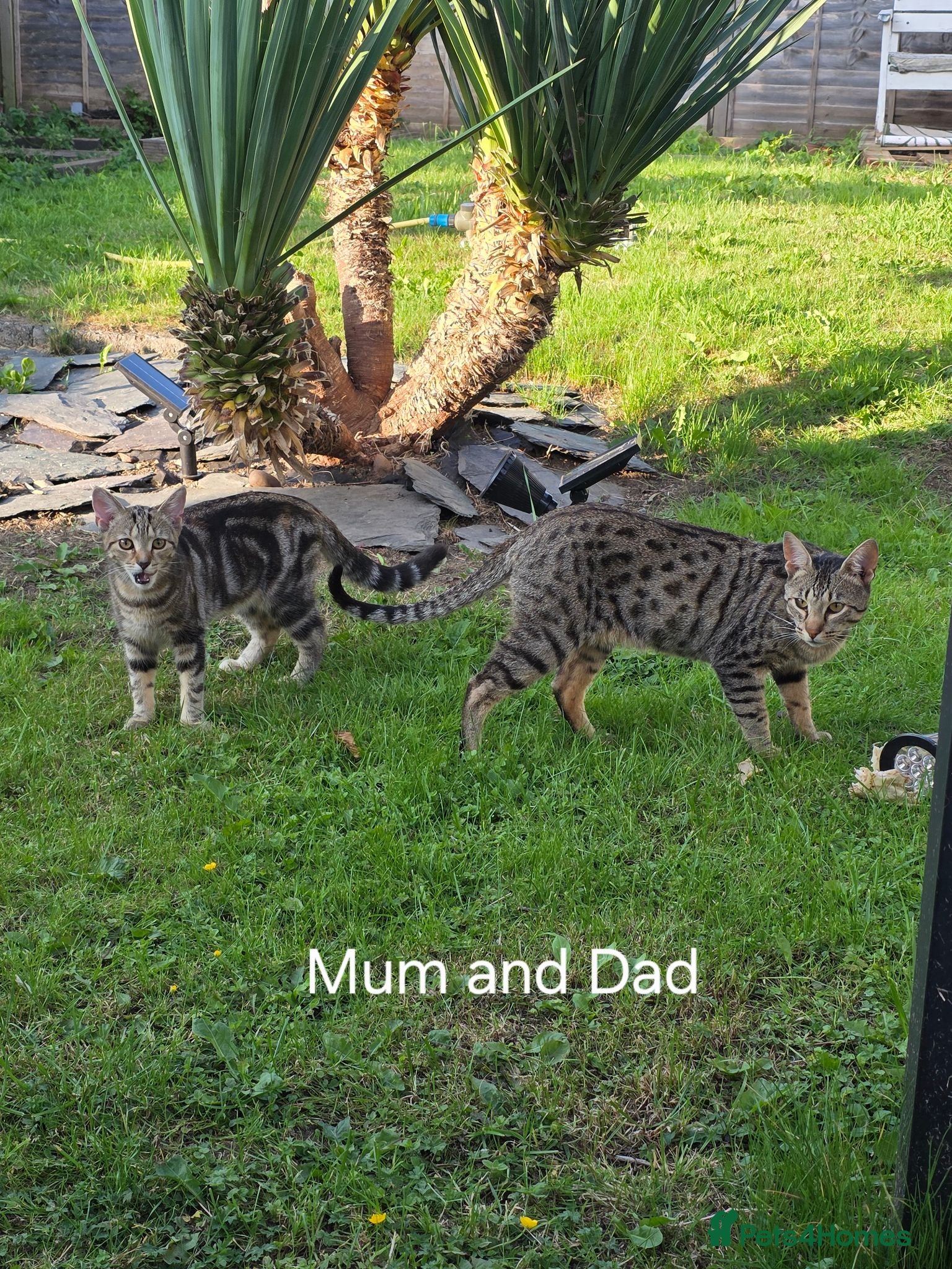 Savannah cats F4 Savannah x kittens - Advert 2