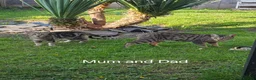 Savannah cats for sale: F4 Savannah x kittens in Leicester - Advert 2