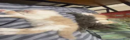 Mixed Breed cats for sale: £400 tortoise shell mix persian kittens - Advert 3