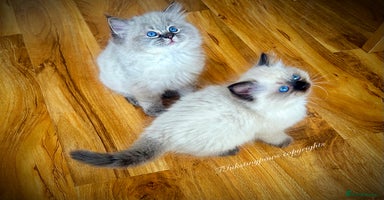 Ragdoll cats - Advert 12