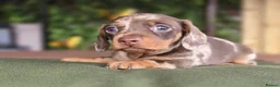 Miniature Dachshund dogs for sale: 1 little choc and tan girl ready to go now  - Advert 17