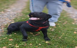 Mixed Breed dogs for adoption: 💖🐶 NICOL 🐶💖 - Image 19