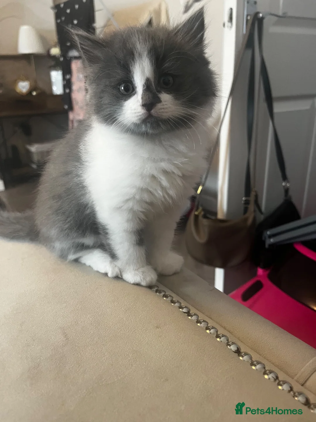 Mixed Breed cats for sale: Adorable chunky fluffy kittens - Advert 10