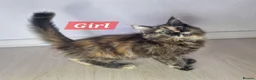 Maine Coon cats for sale: 3 maine coon kittens ready in Bury - Advert 9