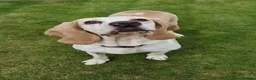 Mixed Breed dogs for adoption: Roma - Sabueso (Spanish Hound)  - Advert 10