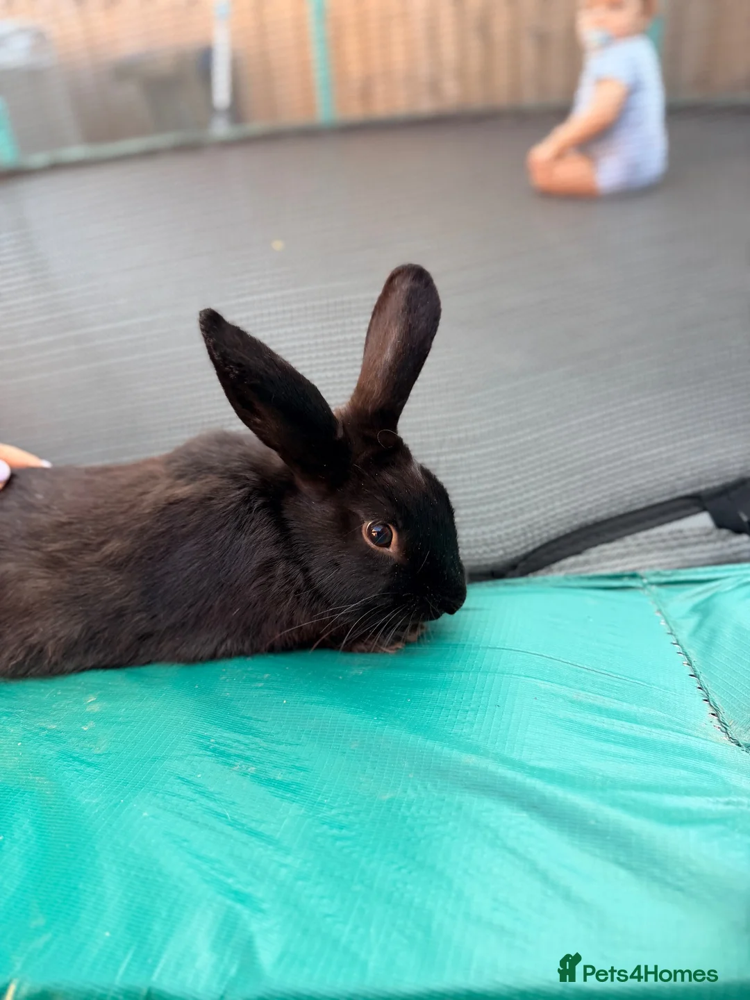 Mixed Breed rabbits for sale: Bunny - Advert 6