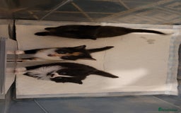 Munchkin cats for sale: Kitten for free adoption  - Advert 3