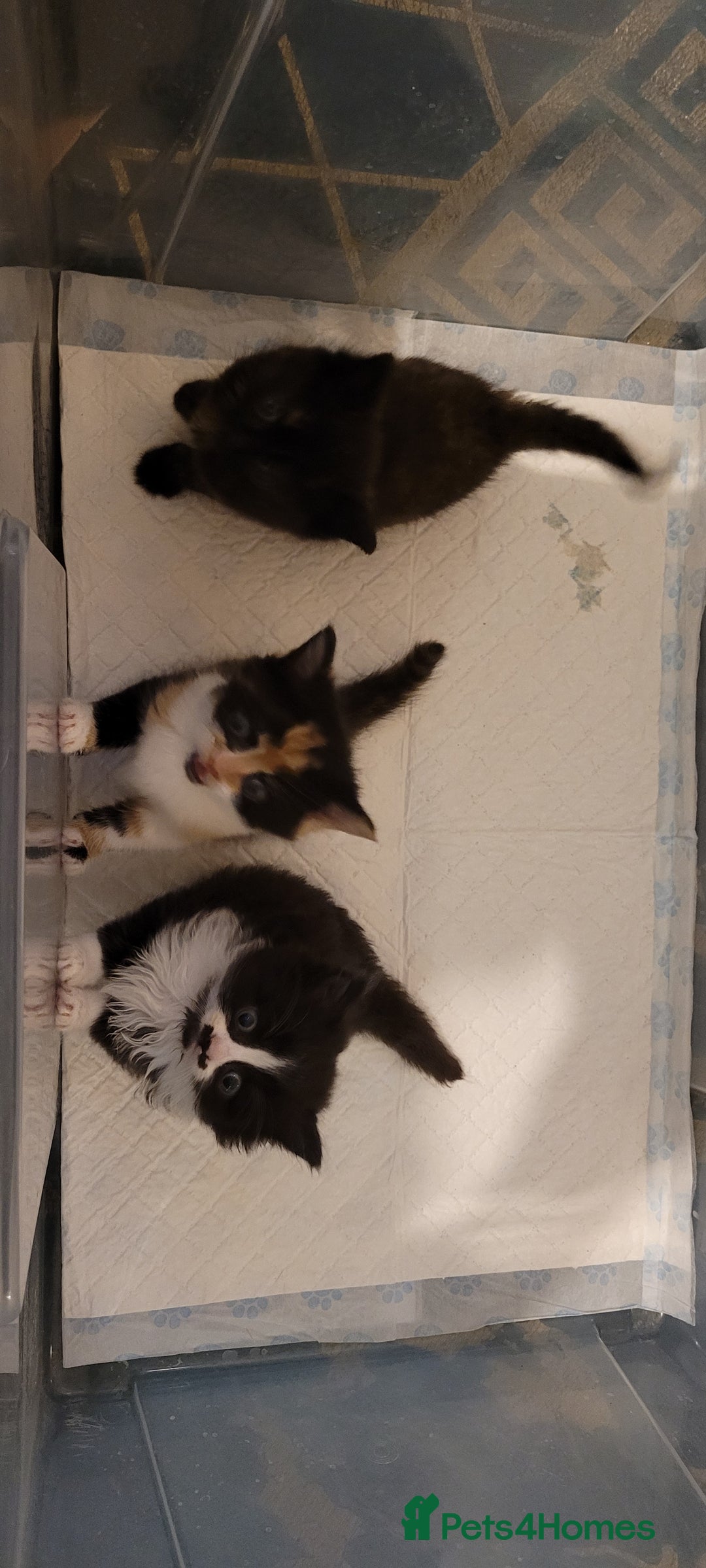 Munchkin cats for sale: Kitten for free adoption  - Advert 3
