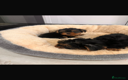 Yorkshire Terrier dogs for sale: Yorkshire terrier puppies  - Image 7