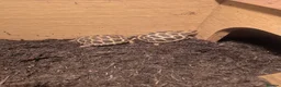 Tortoise reptiles for sale: Horsefield tortoise  - Advert 1