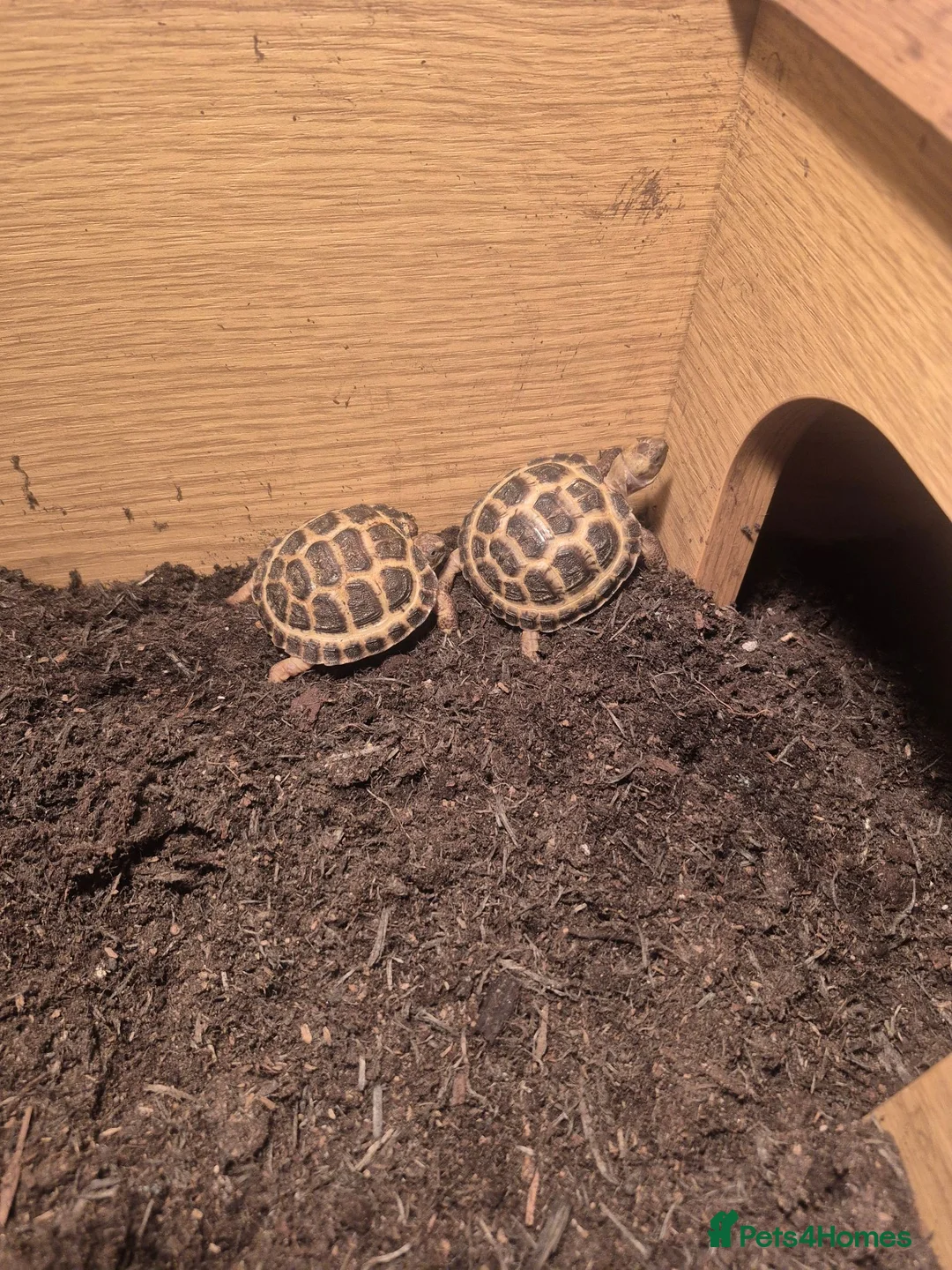Tortoise reptiles for sale: Horsefield tortoise  - Advert 1