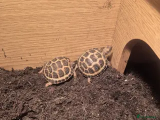 Tortoise reptiles Horsefield tortoise - Advert 1