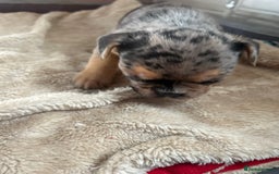 French Bulldog dogs for sale: French bulldog puppies fluffy carriers  - Image 10