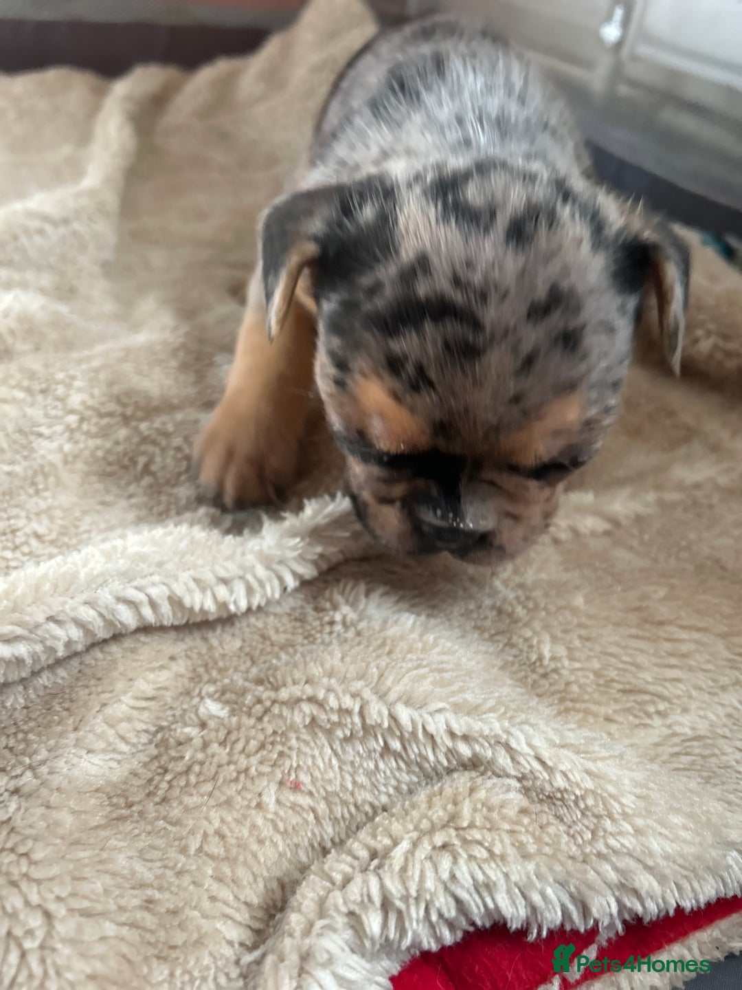 French Bulldog dogs for sale: French bulldog puppies fluffy carriers  - Image 10