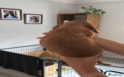 Cocker Spaniel dogs for sale: Outstanding FN clear kc reg cocker spaniel puppies - Image 32