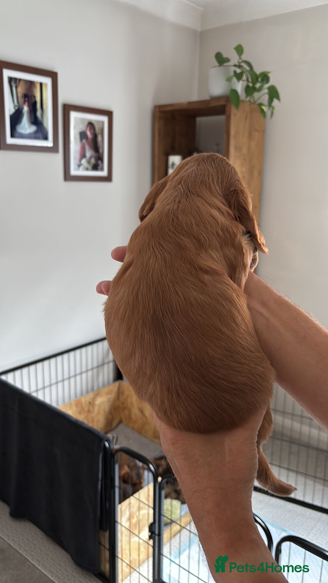 Cocker Spaniel dogs for sale: Outstanding FN clear kc reg cocker spaniel puppies - Image 32