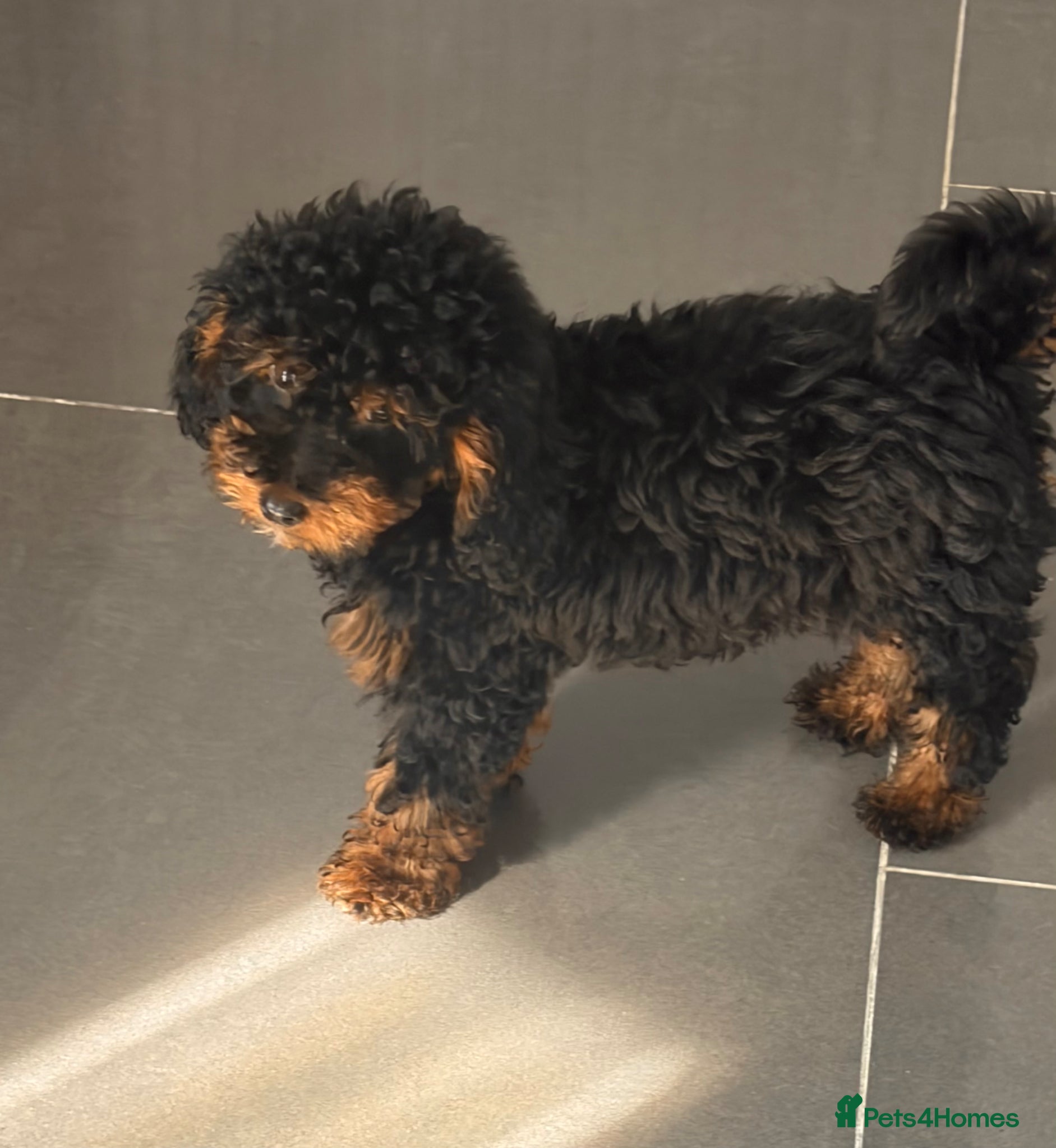 Toy Poodle dogs Health tested phantom Toy Poodle puppies  - Advert 1