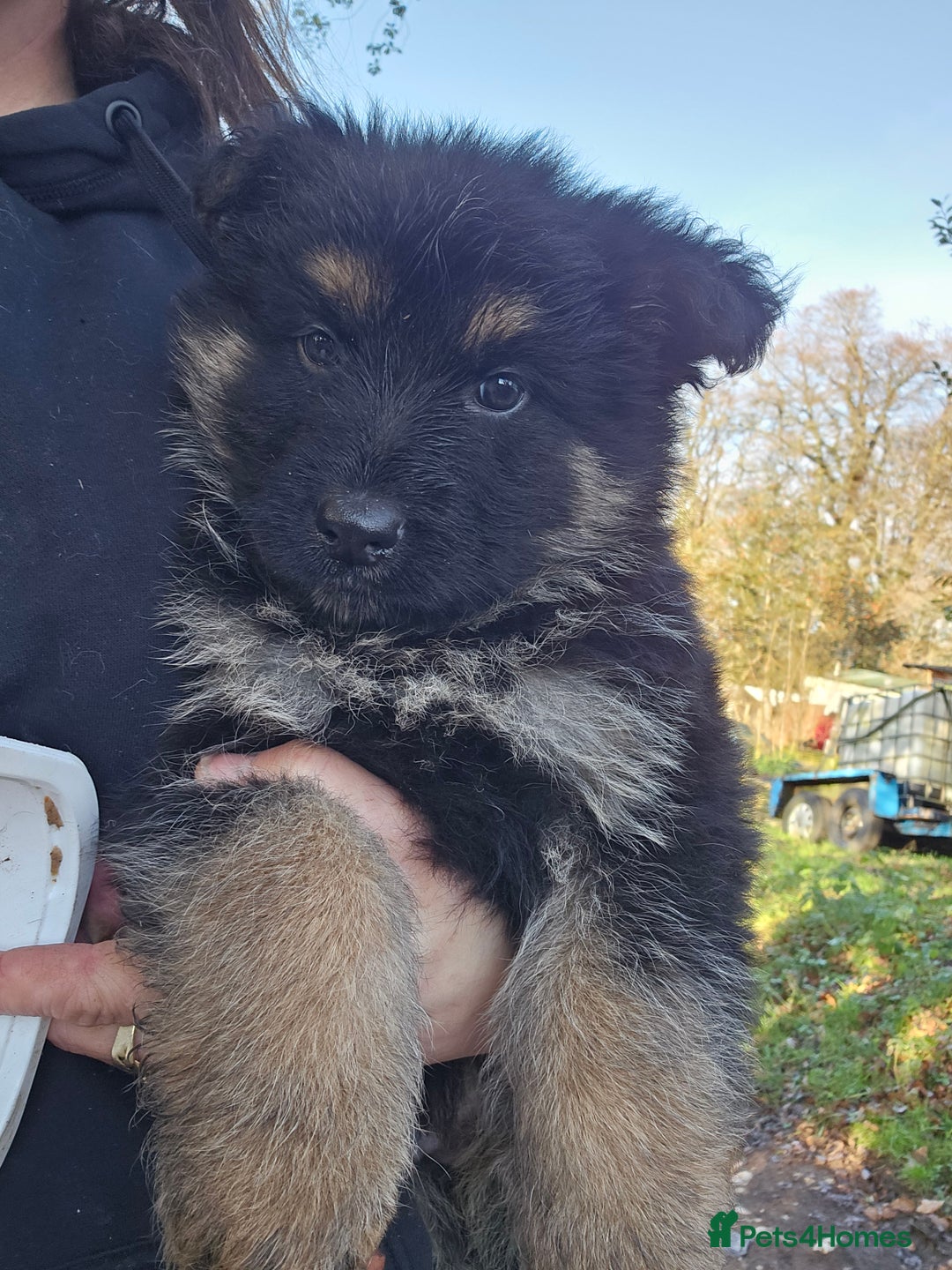 German Shepherd dogs for sale: German Shepherd puppies Kc registered  - Advert 7