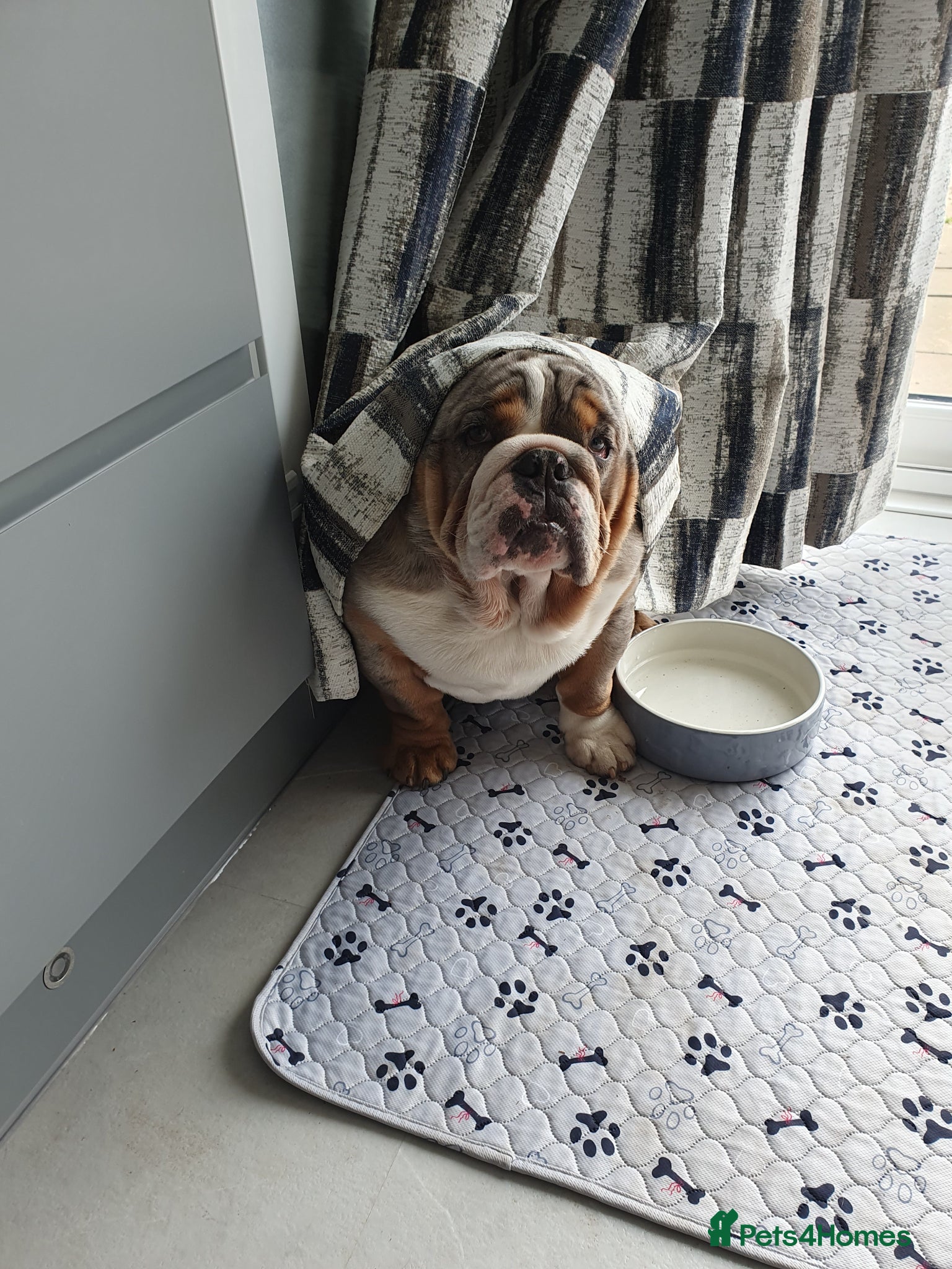 English Bulldog dogs merle  - Advert 2