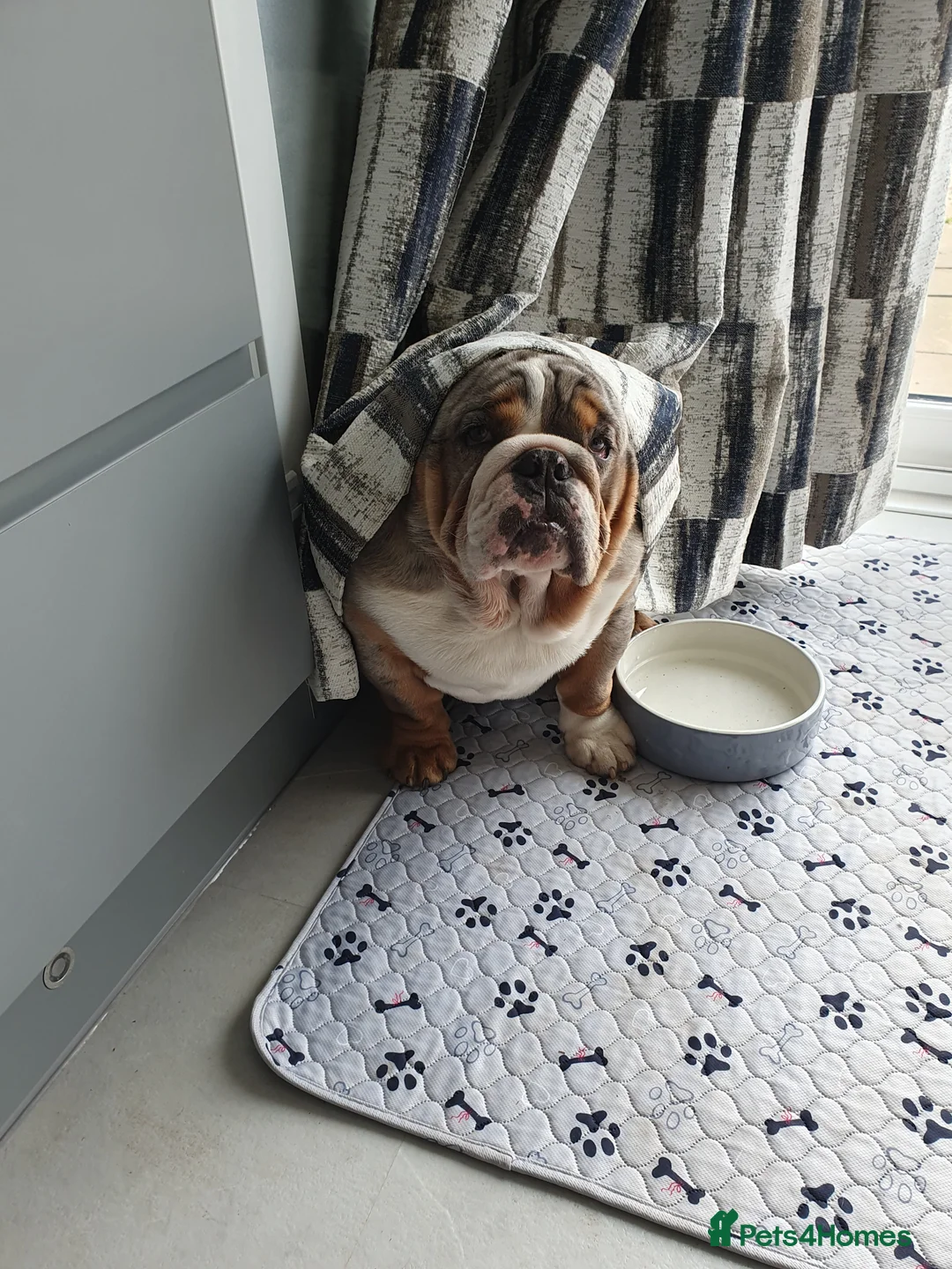 English Bulldog dogs for sale: Blue merle  - Advert 2