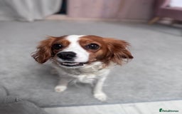 Cavapoo dogs for sale: Gorgeous Puppies ✨🐶 5 in litter Cavapo f1b dog   - Image 12