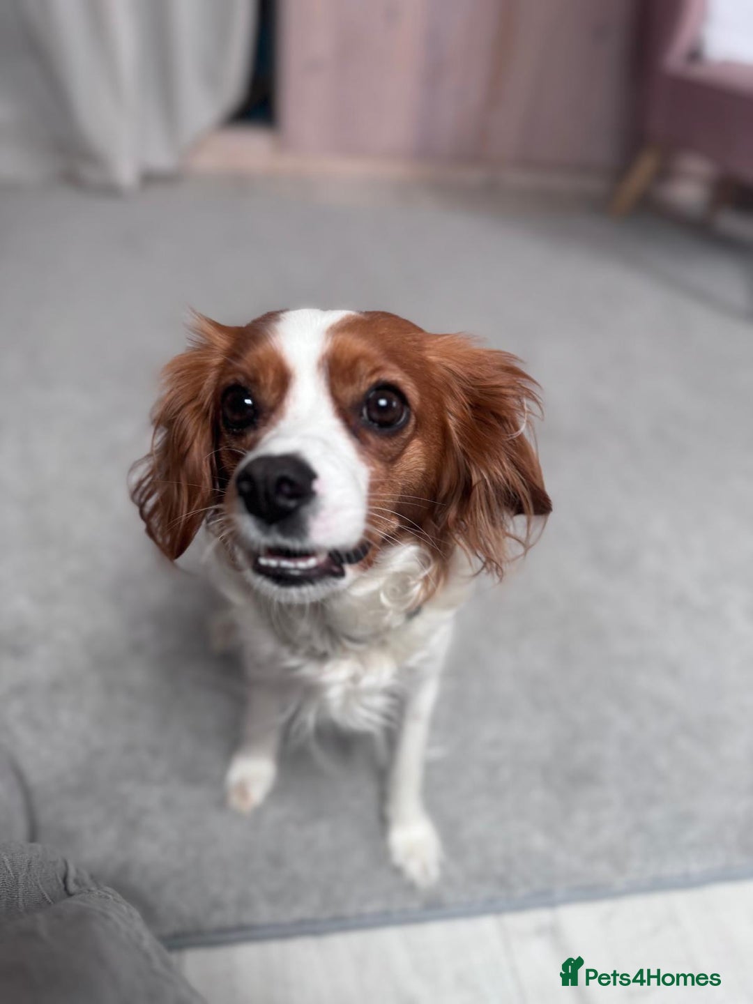 Cavapoo dogs for sale: Gorgeous Puppies ✨🐶 5 in litter Cavapo f1b dog   - Image 12