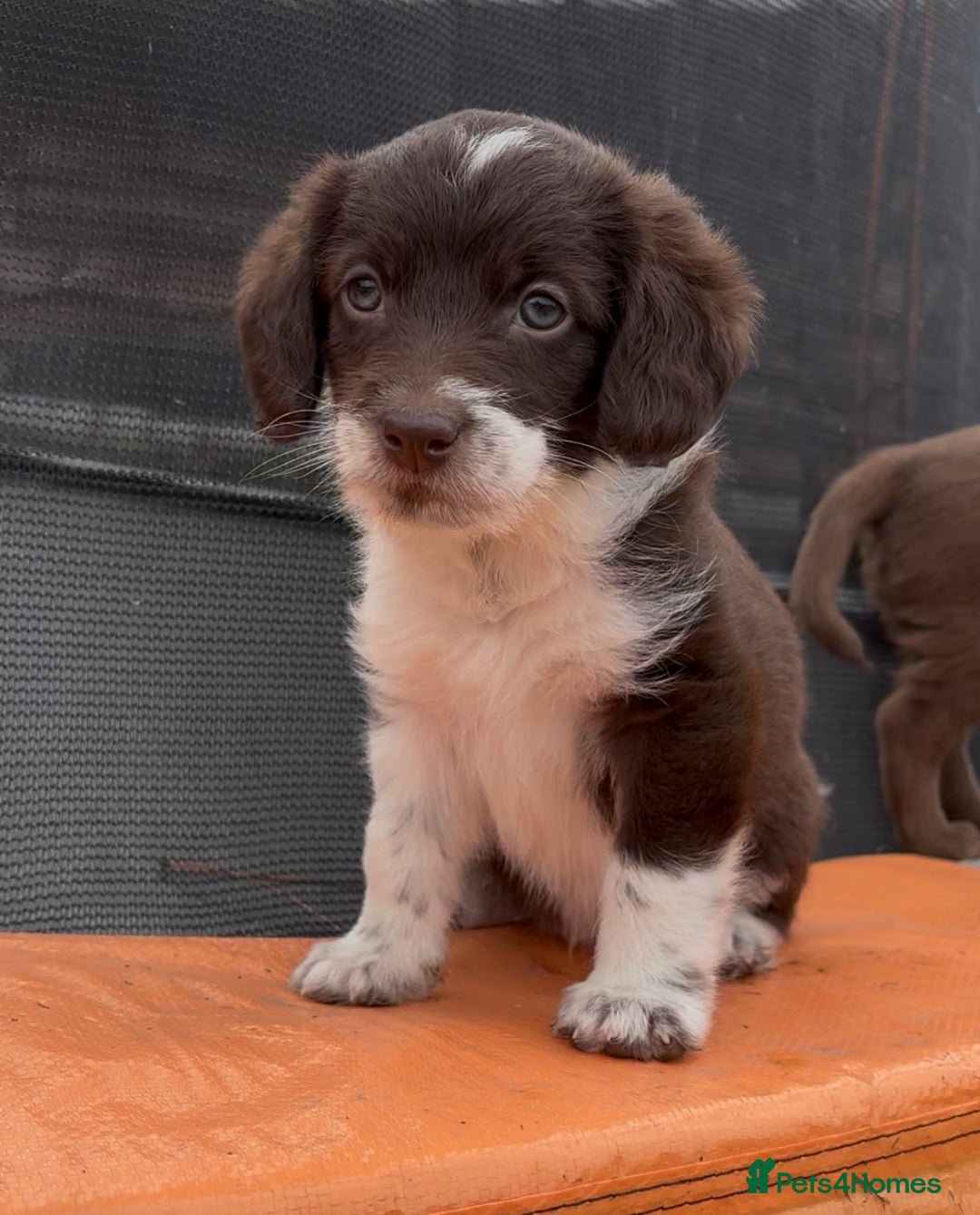 Labradoodle dogs for sale: READY NOW NOW NOW Irresistible Labradoodles  - Advert 11