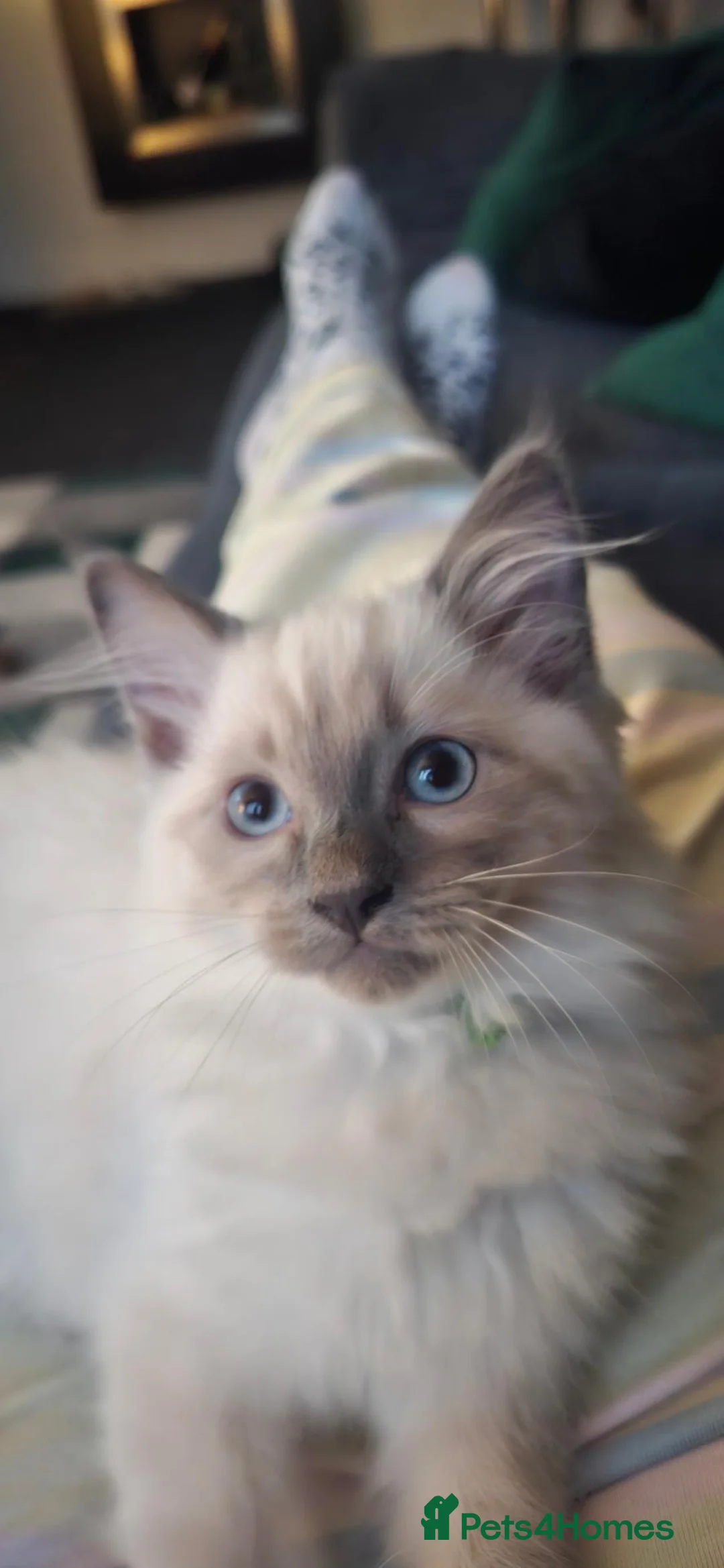 Ragdoll cats for sale: Blue Ragdoll boy - Advert 9