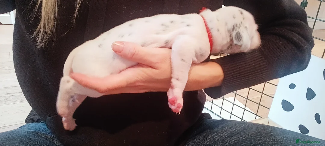 Dalmatian dogs for sale: Beautiful dalmatian puppies - Advert 39
