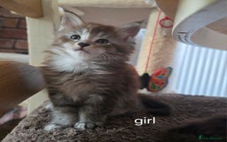 Maine Coon cats for sale: Maine coon pedigree kittens  - Image 15