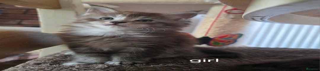 Maine Coon Kitten 4
