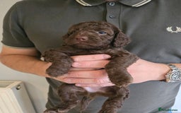 Cockapoo dogs for sale: Adorable Cockapoo puppies for sale - Image 4