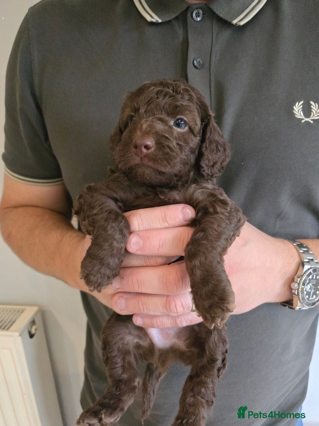 Cockapoo dogs for sale: Adorable Cockapoo puppies for sale - Image 4