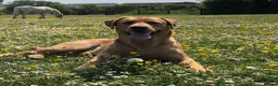 Labrador Retriever dogs for stud: “Yellow Valey”  in Cheltenham - Advert 11