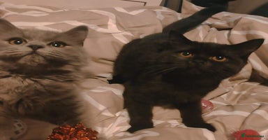 British Shorthair cats - Advert 33