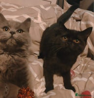 British Shorthair cats - Advert 33