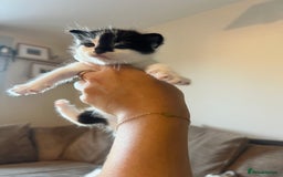 Domestic Shorthair cats for sale: Only 2 left - beautiful cuddly litter of 4  - Image 6