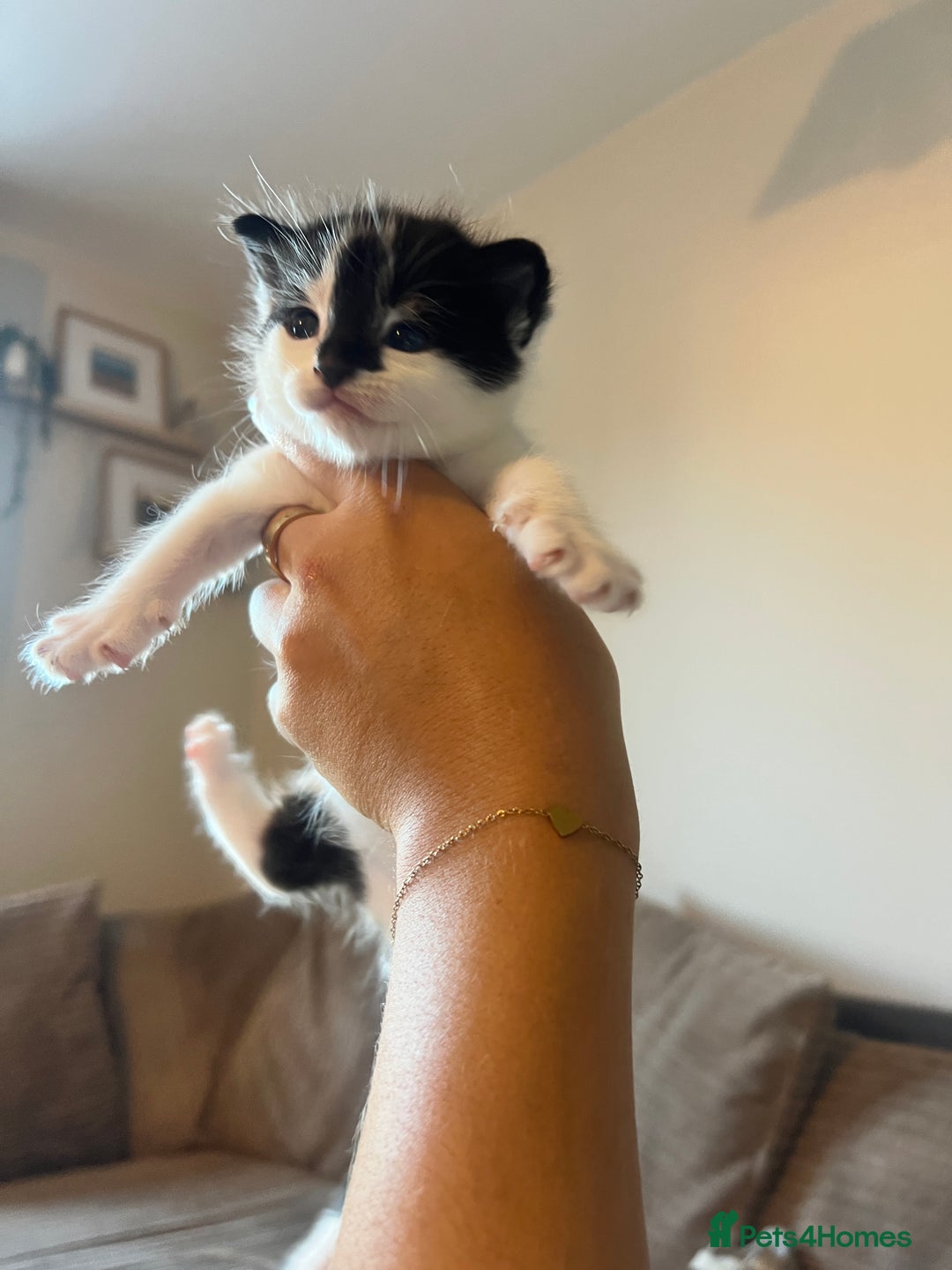 Domestic Shorthair cats for sale: Only 2 left - beautiful cuddly litter of 4  - Image 6