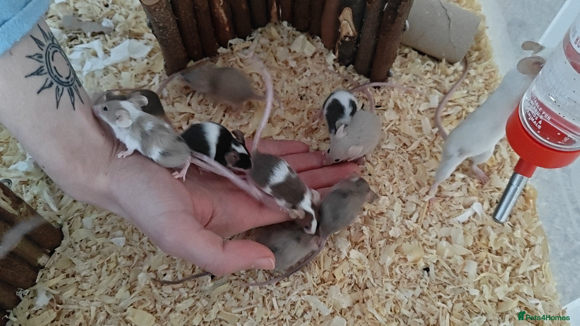 Mouse rodents Mice-Male (£3) and Female (2 for £12, 3 for £15)  - Advert 9