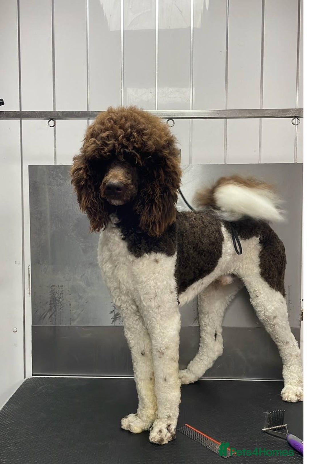 Goldendoodle dogs for sale: Absolutely Gorgeous Goldendoodle F1 Clean Parents - Advert 11