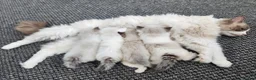 Ragdoll cats for sale: Pure Ragdoll Kittens Ready For Forever Homes in Ilford - Advert 6