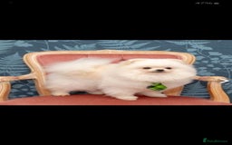 Pomeranian dogs for stud: Small stud - Image 1