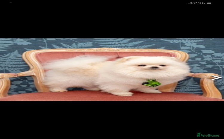 Pomeranian dogs - Advert 3