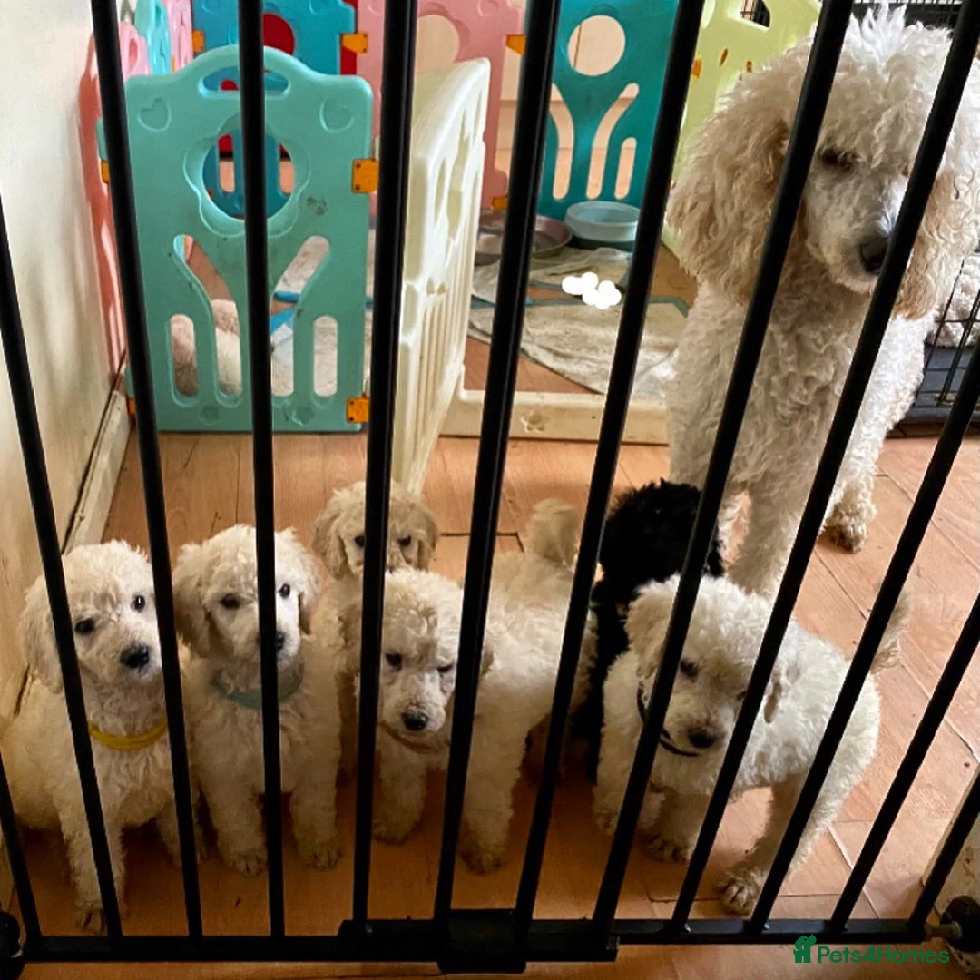 Standard Poodle dogs for stud: Silver standard poodle  in Wakefield - Advert 12