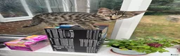 Bengal cats for sale: Two male Bengal X kittens available. Price reduced - Advert 3