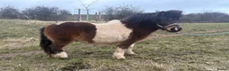 Shetland pony horses for sale: 3 year old non-reg Shetland gelding  - Advert 4