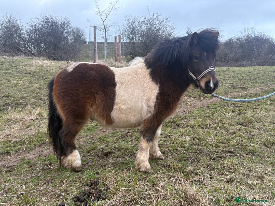 Shetland pony horses for sale: 3 year old non-reg Shetland gelding  - Advert 4