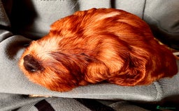 Mixed Breed dogs for sale: Cockapoo/Cavapoo Mix Puppies Available 10 Nov 25 - Image 32