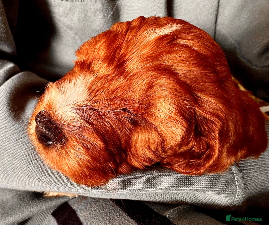 Mixed Breed dogs for sale: Cockapoo/Cavapoo Mix Puppies Available 10 Nov 25 - Image 32