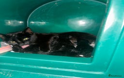 Mixed Breed cats for sale: Beautiful loving kittens looking for new 🏡 - Image 4